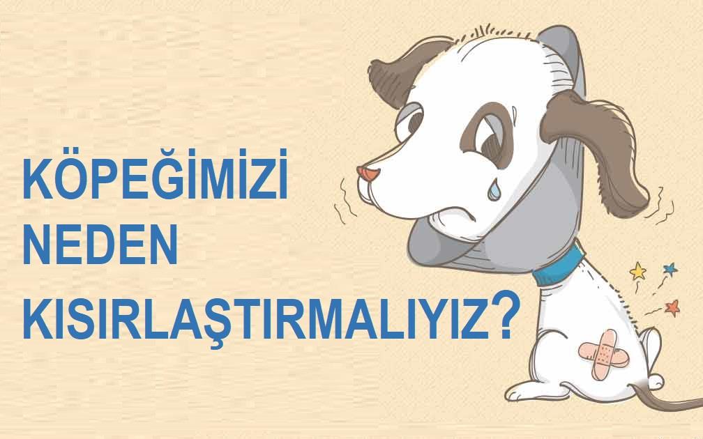 Köpeğimizi Neden Kısırlaştırmalıyız ?