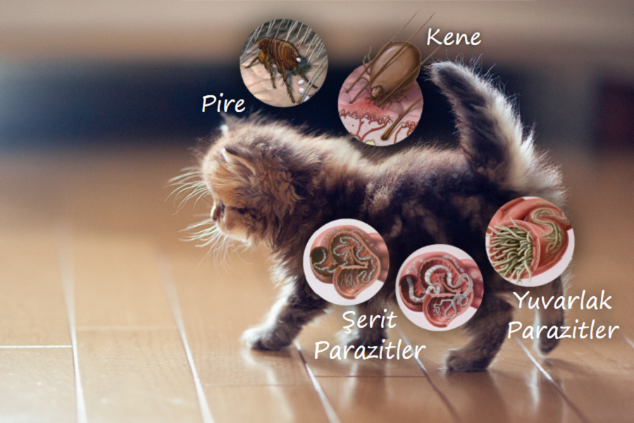 Kediler için antiparaziter tedavi!