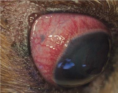 Köpeklerde Konjuktivitis