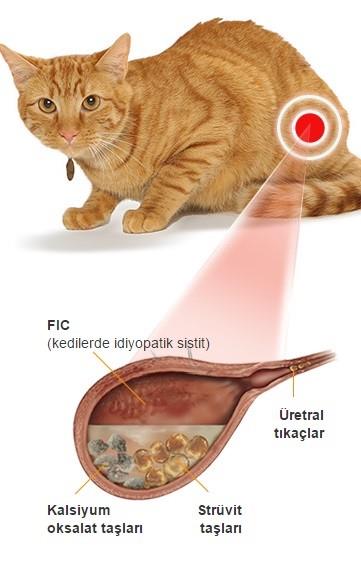 Kedilerde Alt Idrar Yolu Rahatsizligi