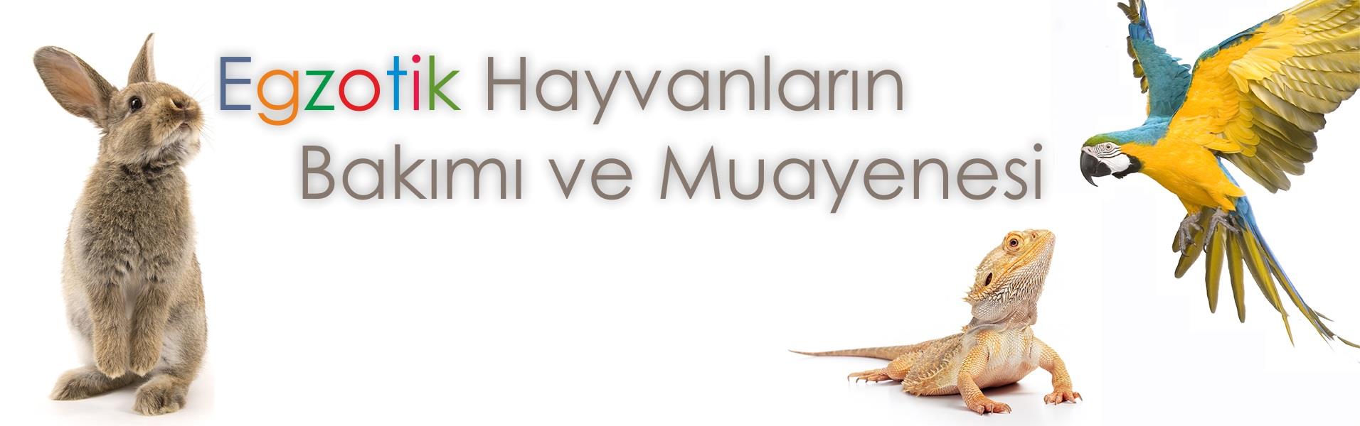 Egzotik Hayvan Muayenesi