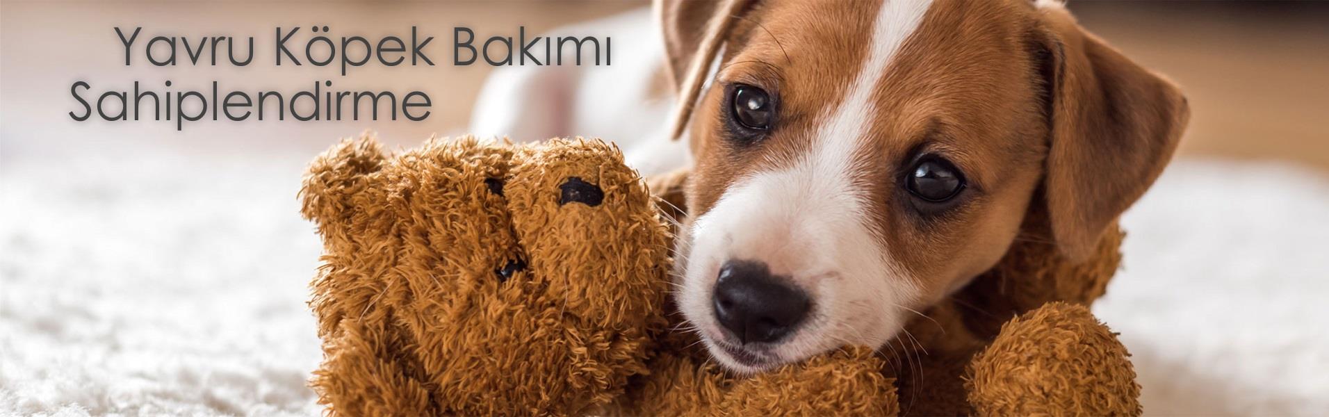 Yavru köpek bakımı