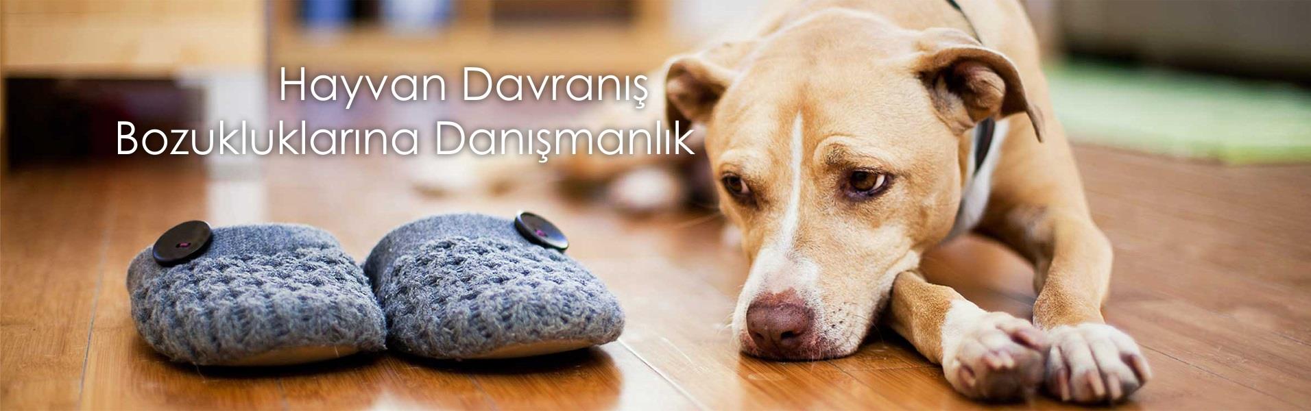 Hayvan Davranış Bozuklukları